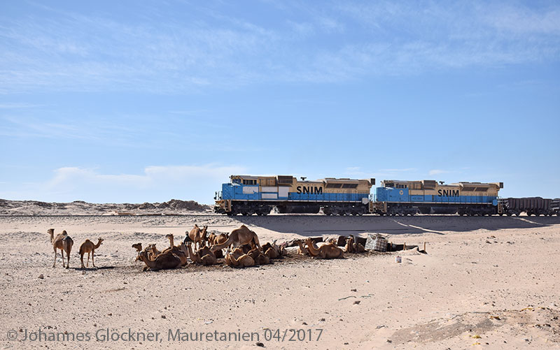 Desert railway in Mauritania camels